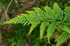 Pteris tremula