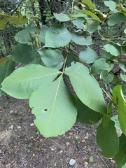 Carya laciniosa