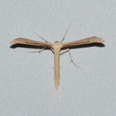 Pterophoridae