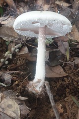 Agaricus abruptibulbus