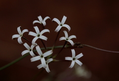Kohautia amatymbica