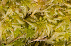 Sphagnum palustre
