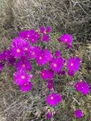 Lampranthus
