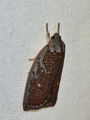 Euchaetis rhizobola