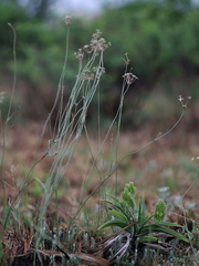 Kohautia amatymbica
