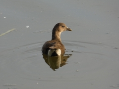 Gallinula chloropus