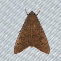 Anomis illita