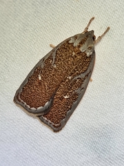 Euchaetis rhizobola