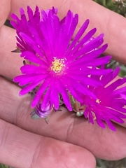 Lampranthus