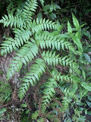 Alsophila spinulosa