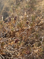 Sarcopoterium spinosum