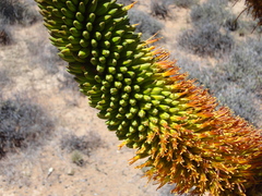 Aloe broomii
