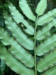 Angiopteris lygodiifolia