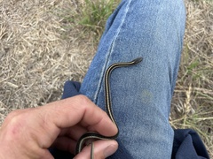 Thamnophis elegans terrestris
