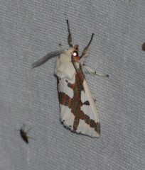 Euerythra phasma
