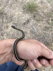 Thamnophis elegans terrestris