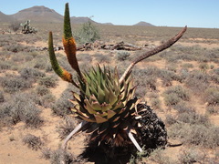 Aloe broomii