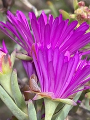 Lampranthus