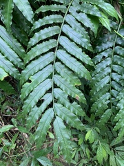 Angiopteris lygodiifolia