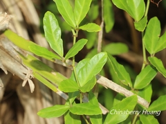 Tetrastigma formosanum