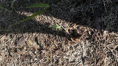 Habenaria floribunda