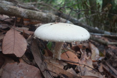 Agaricus abruptibulbus