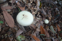 Agaricus abruptibulbus