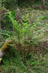 Pteris tremula