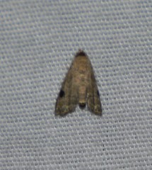 Abablemma brimleyana