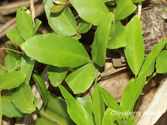 Tetrastigma formosanum