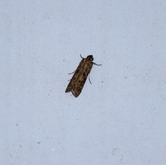 Lepidoptera