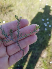 Diosma