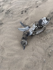 Spheniscus magellanicus