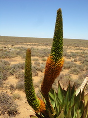 Aloe broomii
