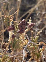 Sarcopoterium spinosum