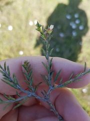 Diosma
