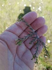 Diosma