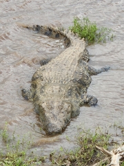 Crocodylus niloticus