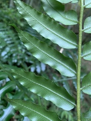 Angiopteris lygodiifolia