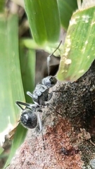Polyrhachis medusa