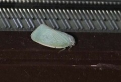 Flatormenis proxima