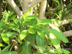 Ficus virgata