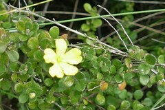 Hibbertia aspera