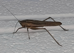 Neoconocephalus triops
