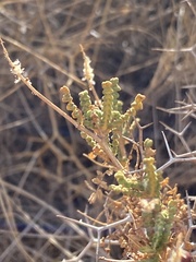 Sarcopoterium spinosum