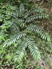 Angiopteris lygodiifolia