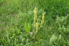 Verbascum nigrum
