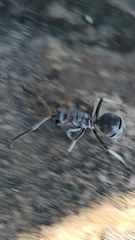 Polyrhachis militaris