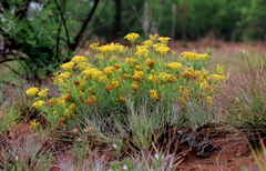 Lasiosiphon capitatus