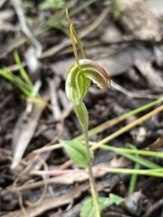 Pterostylis erubescens